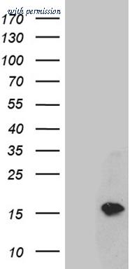 OriGene TA804518BM image 1