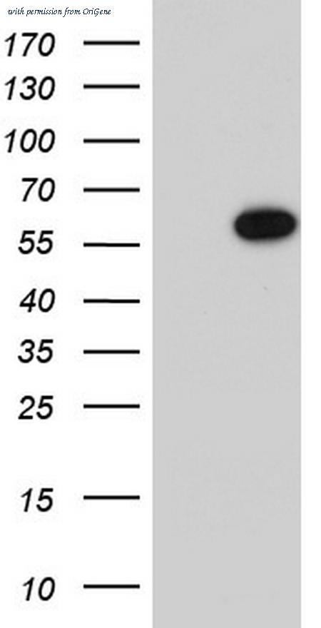OriGene TA804529AM image 1
