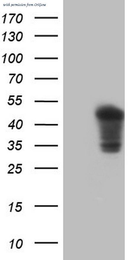 OriGene TA804541BM image 1