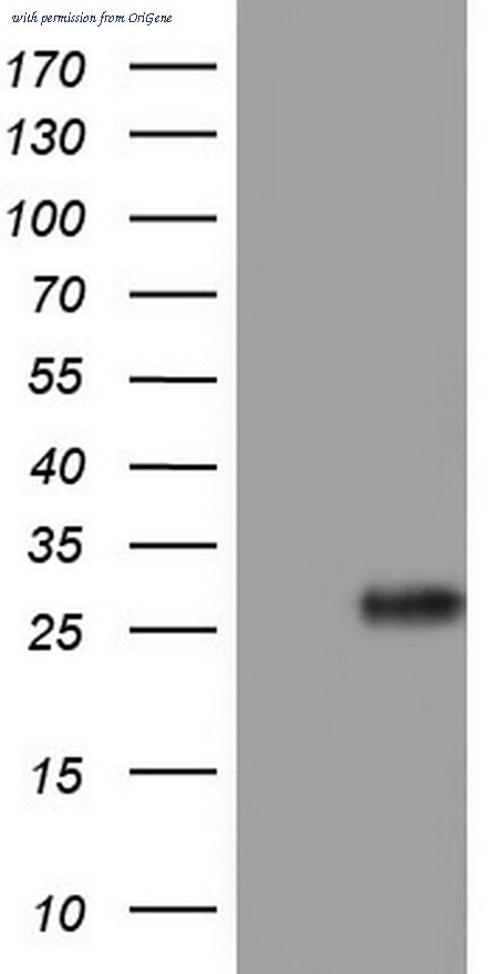 OriGene TA804554AM image 1