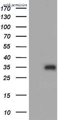 OriGene TA804596BM image 1