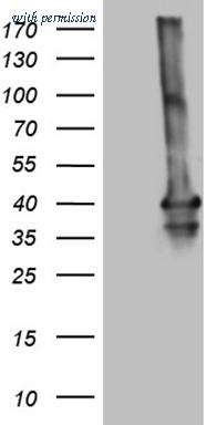 OriGene TA804716AM image 1