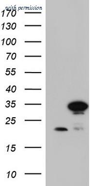 OriGene TA804725AM image 1