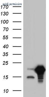 OriGene TA804754AM image 1