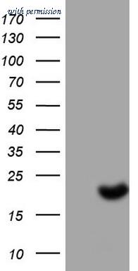 OriGene TA804760BM image 1