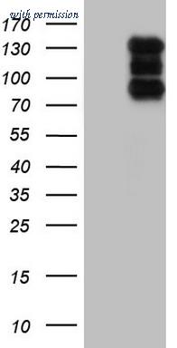 OriGene TA804963AM image 1