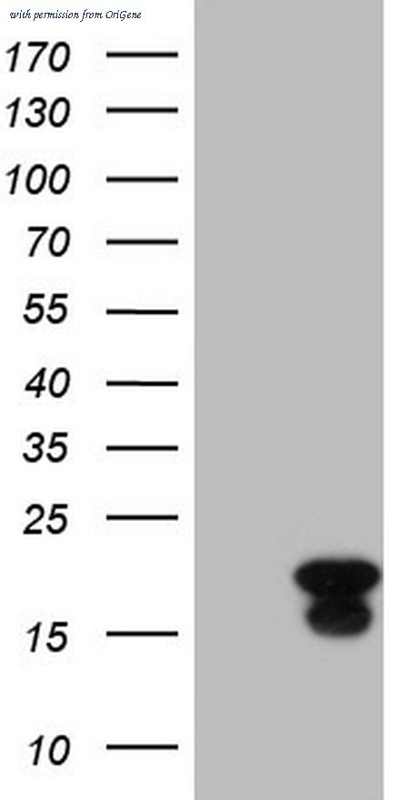 OriGene TA804977BM image 1