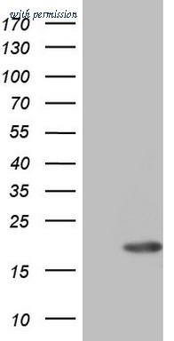 OriGene TA804983AM image 1