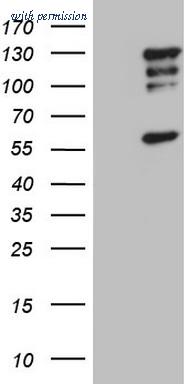 OriGene TA805009BM image 1