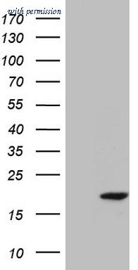 OriGene TA805335AM image 1