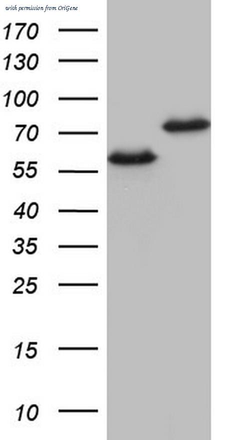 OriGene TA805577BM image 1