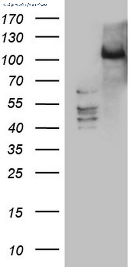 OriGene TA805583BM image 1