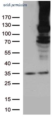 OriGene TA805657BM image 1