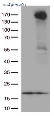 OriGene TA805706BM image 1