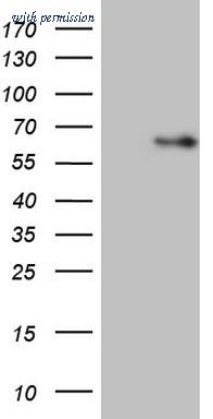 OriGene TA806426AM image 1
