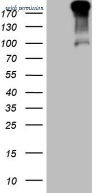 OriGene TA807033BM image 1