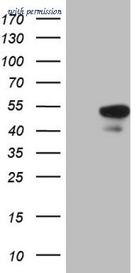 OriGene TA807041BM image 1