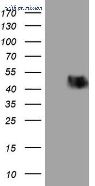 OriGene TA807207AM image 1