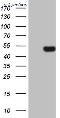 OriGene TA807516BM image 1