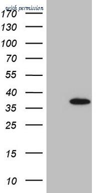 OriGene TA807846AM image 1