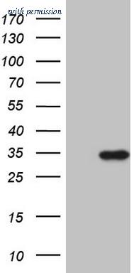 OriGene TA807946AM image 1