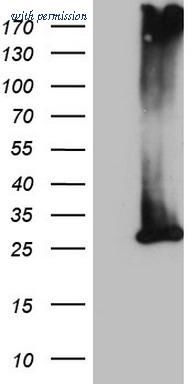 OriGene TA808053AM image 1