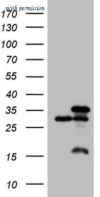 OriGene TA808139AM image 1