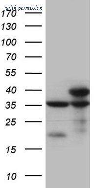 OriGene TA808201AM image 1