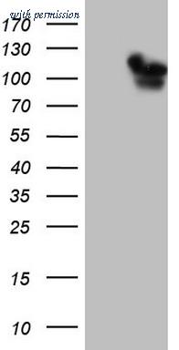 OriGene TA808318AM image 1