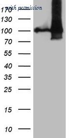OriGene TA808548BM image 1