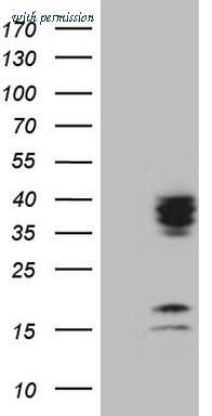 OriGene TA808826AM image 1