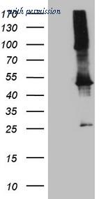 OriGene TA808861BM image 1
