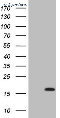 OriGene TA808863BM image 1