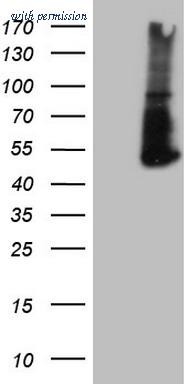 OriGene TA808977BM image 1