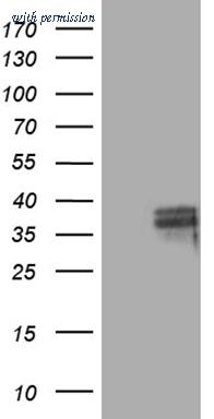 OriGene TA809163AM image 1