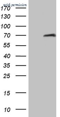 OriGene TA809338BM image 1