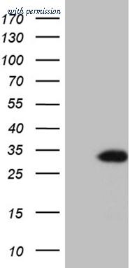 OriGene TA809339BM image 1