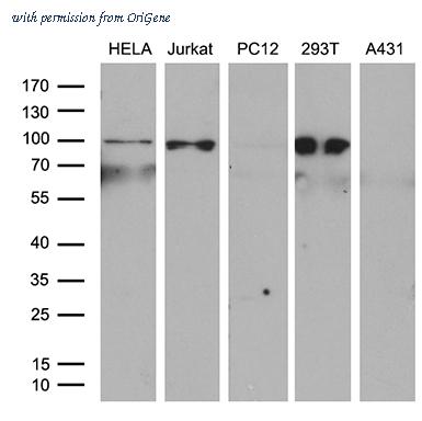 OriGene TA809371AM image 1