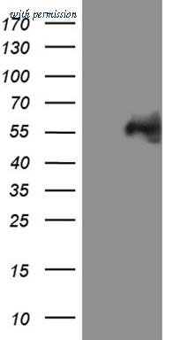 OriGene TA809374BM image 1