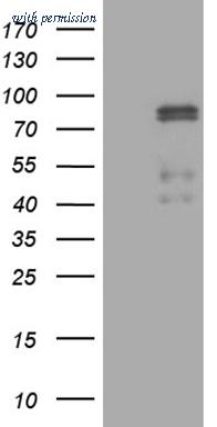OriGene TA809436AM image 1