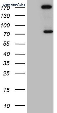 OriGene TA809437BM image 1