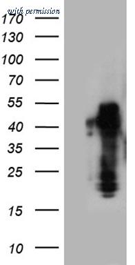 OriGene TA809526BM image 1