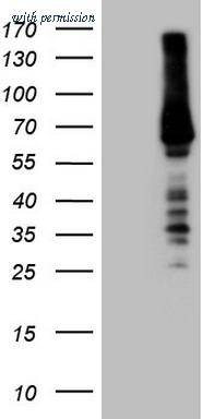 OriGene TA809547BM image 1