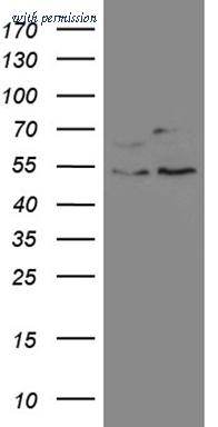 OriGene TA809897AM image 1