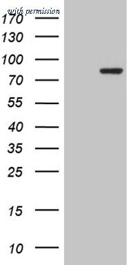 OriGene TA809898AM image 1