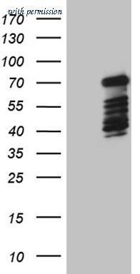 OriGene TA809929AM image 1