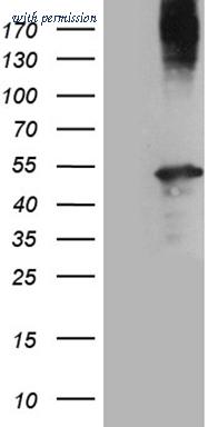 OriGene TA810028BM image 1