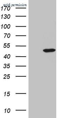 OriGene TA810130BM image 1