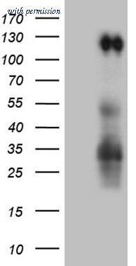 OriGene TA810168AM image 1
