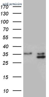 OriGene TA810855AM image 1